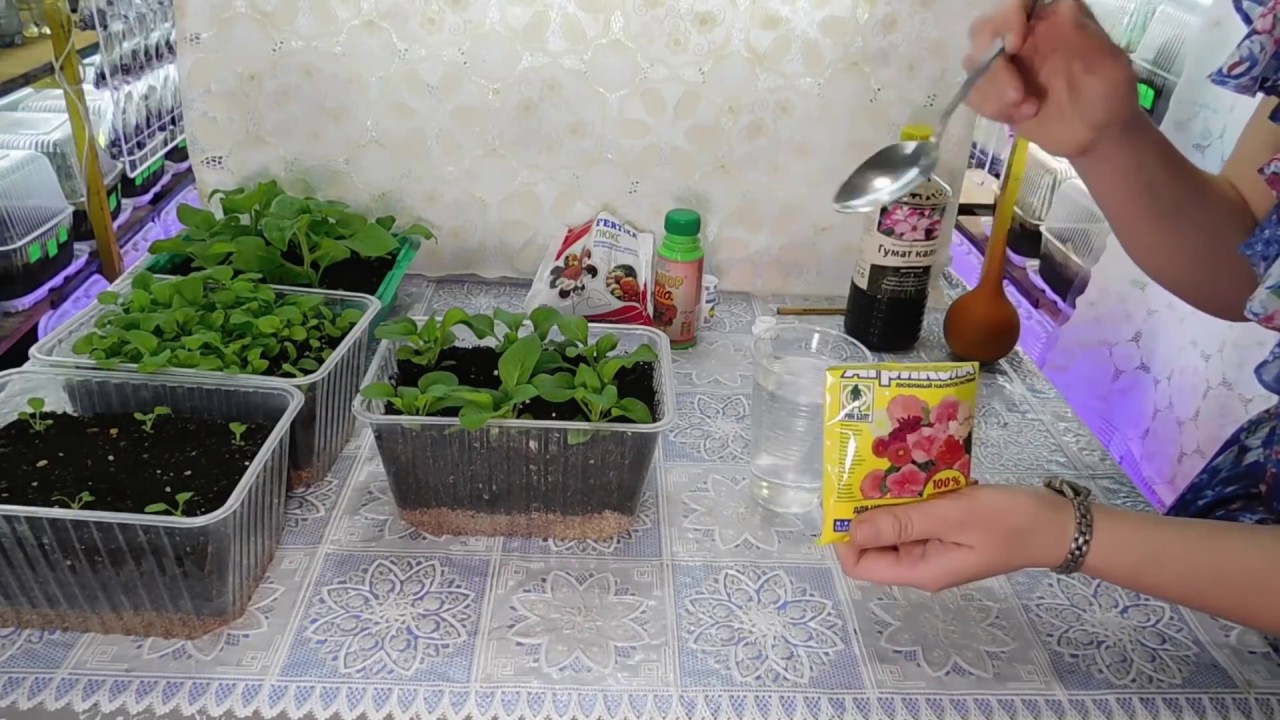 🌹🌹🌹 ПЕТУНИЯ БЕЗ ПИКИРОВКИ ! ВСЕ ЭТАПЫ ВЫРАЩИВАНИЯ ! Рассада с гуматом калия