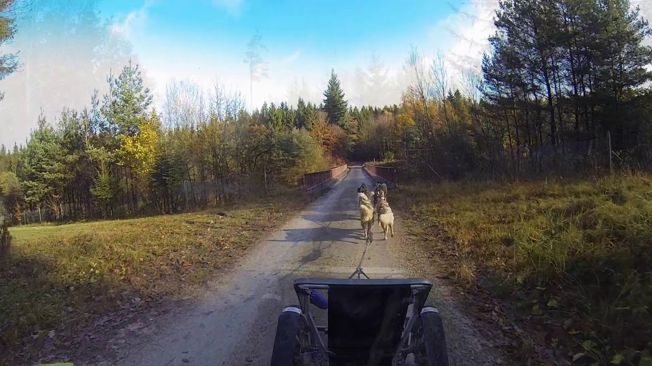 Spirituelles zum Hundetraining / Nature Trails
