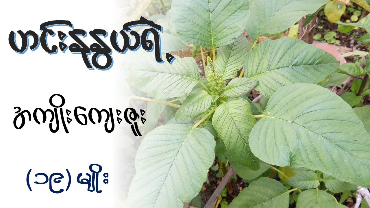 ဟင်းနုနွယ် ရဲ့အကျိုးအာနိသင် (၁၉) မျိုး   I   Health Benefits of Spinach