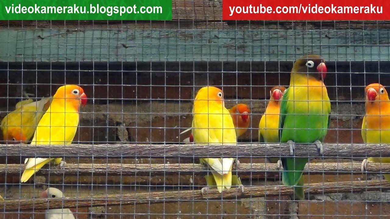 1 Hour Lovebird Sounds Aviary Series V5 - High Quality Audio Live Recording