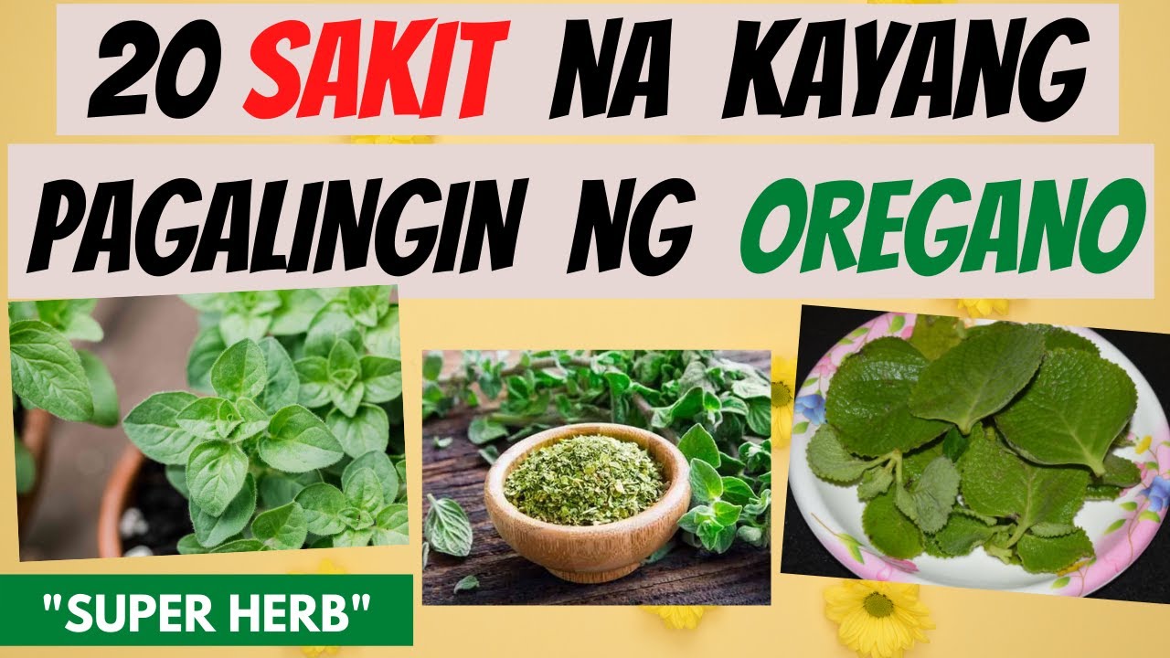 OREGANO -  mga SAKIT na kayang pagalingin at Health BENEFITS | GAMOT, LUNAS | Herbal Cures
