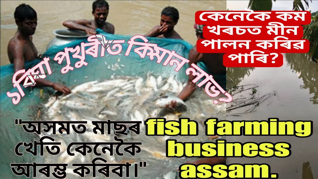 কেনেকৈ অসমত মাছৰ খেতি আৰম্ভ কৰিবা? fish farming business assam.