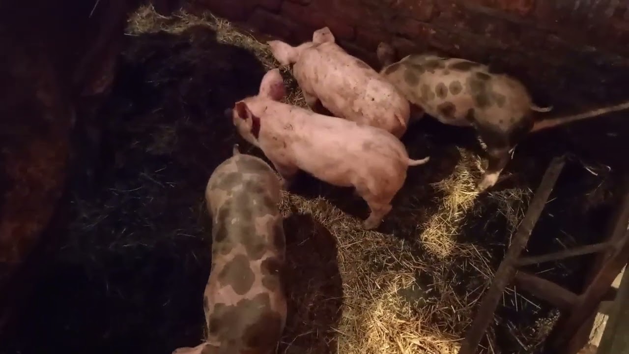 ##pig ## второй весенний опорос  ##дюрок##белый пьетрен#свиноматка #свиноводство #