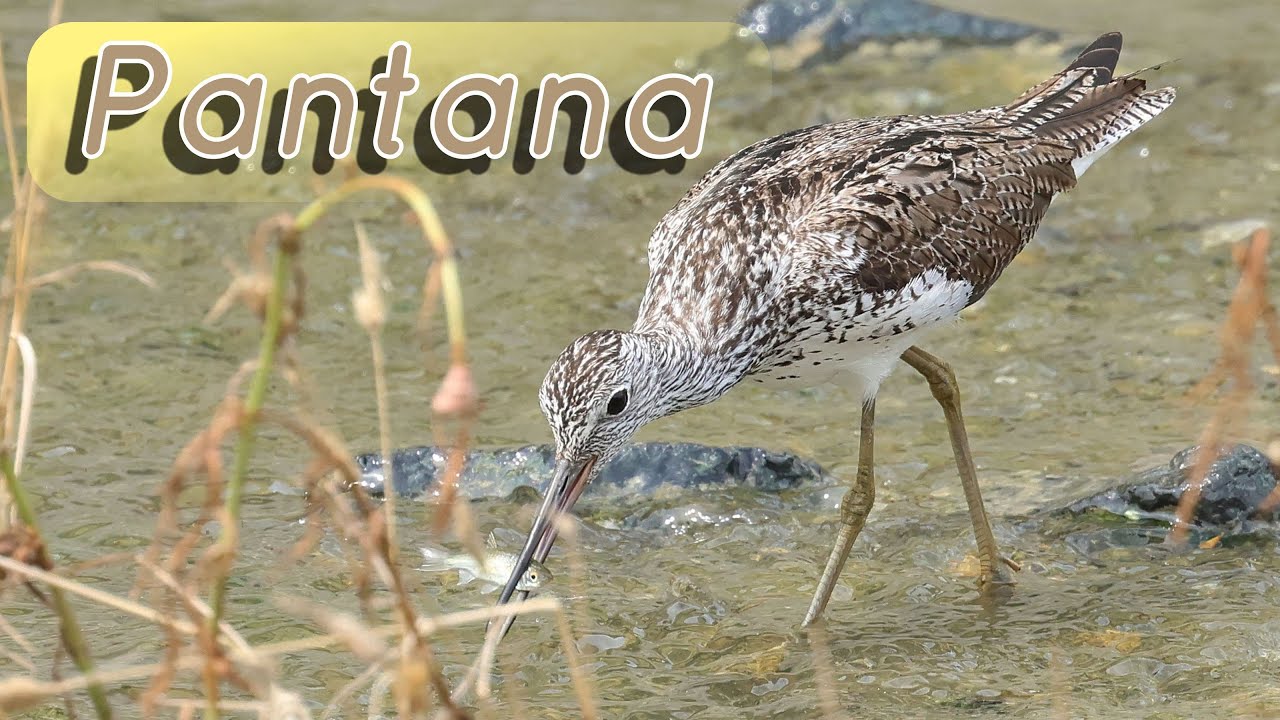 Pantana