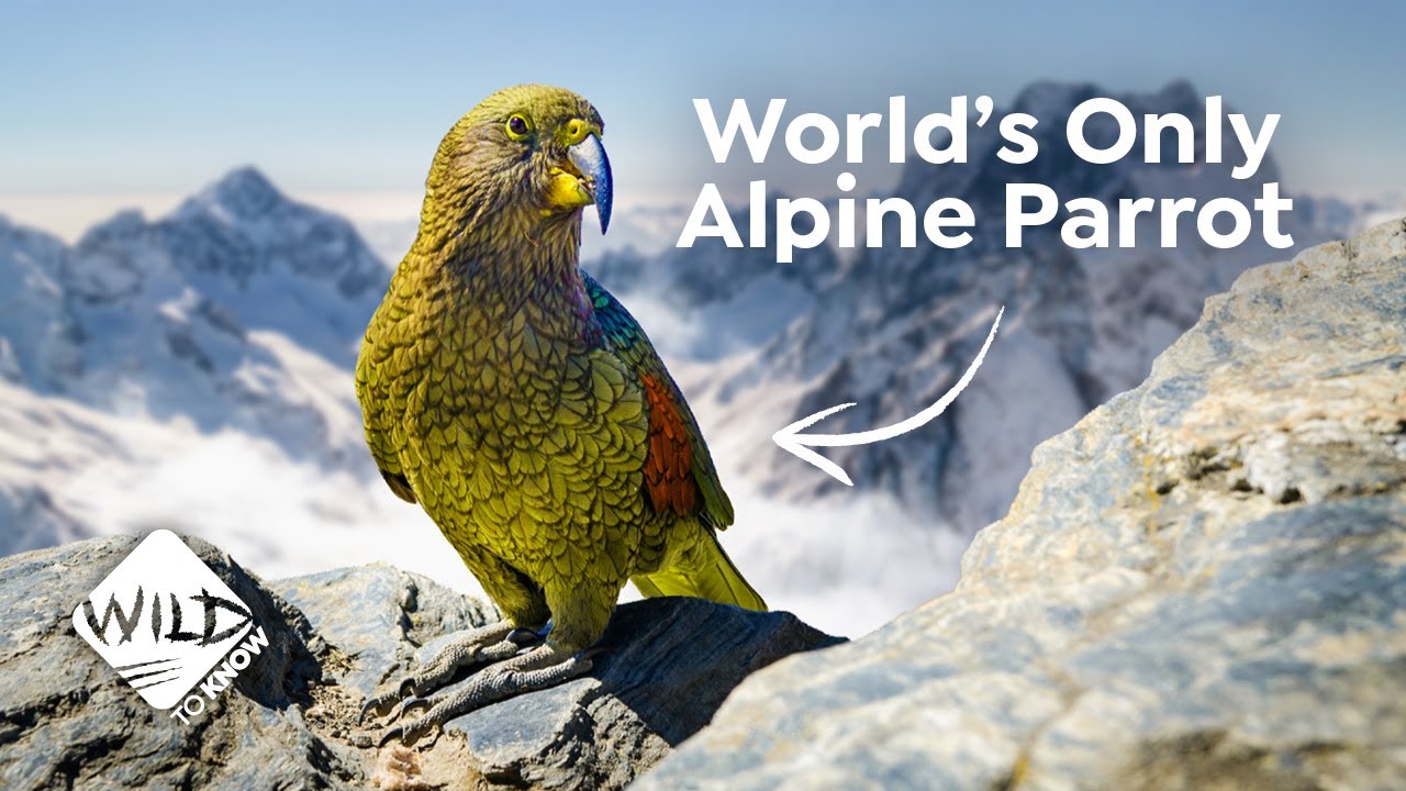 Mountain Parrot: How the Kea ended up In New Zealand Alps | Wild to Know