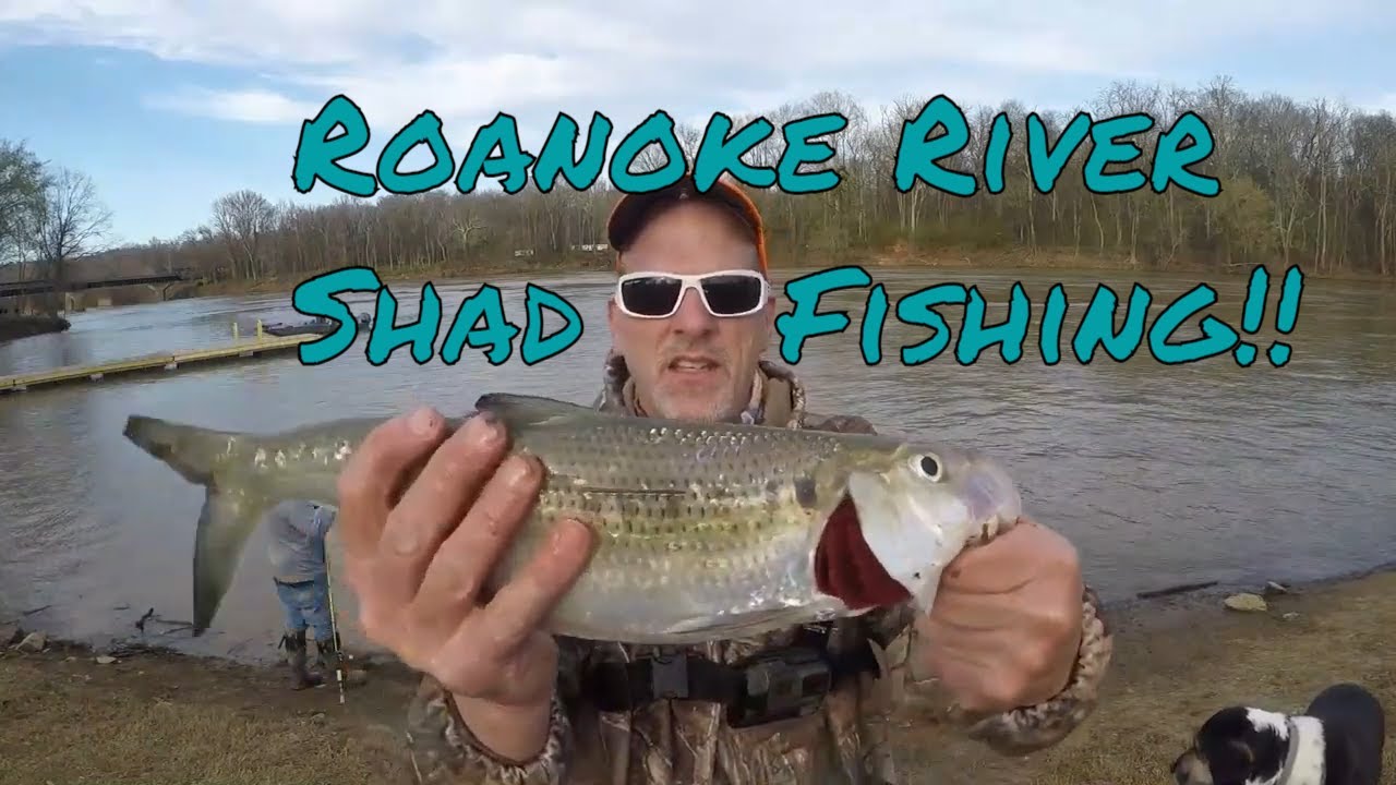 Roanoke River Hickory Shad Fishing 1st trip of 2021