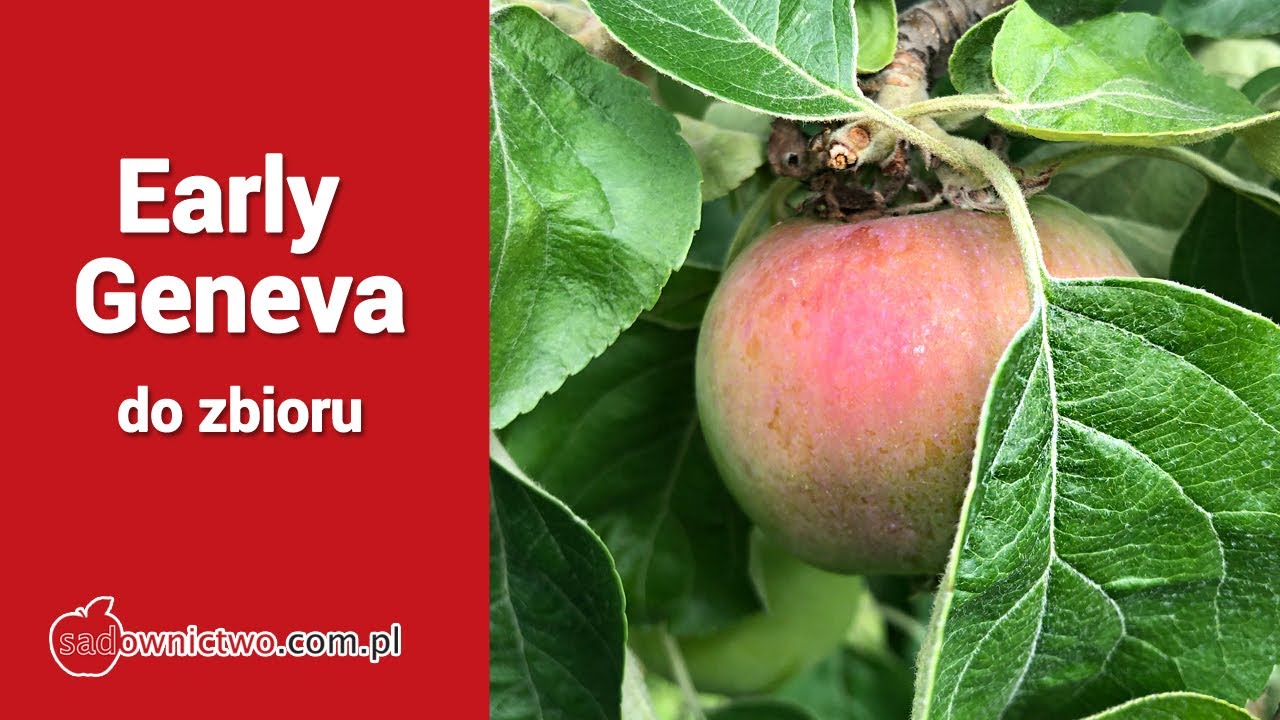 Early Geneva do zbioru ? - pierwsze świeże jabłka z sezonu 2020
