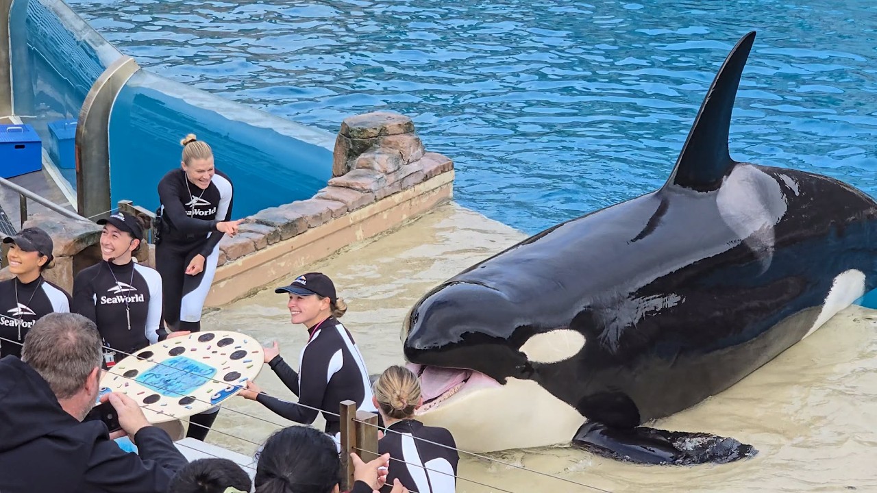 Отпразднуйте 61-й день рождения Корки во время встречи с косатками в SeaWorld San Diego 1 января ...