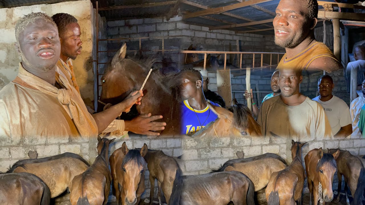 Partages de 8 chevaux 🐎 à FIMELA avec PAUL MENTHE, NDIOL SANA, SAPEUR le 12 mai 2025