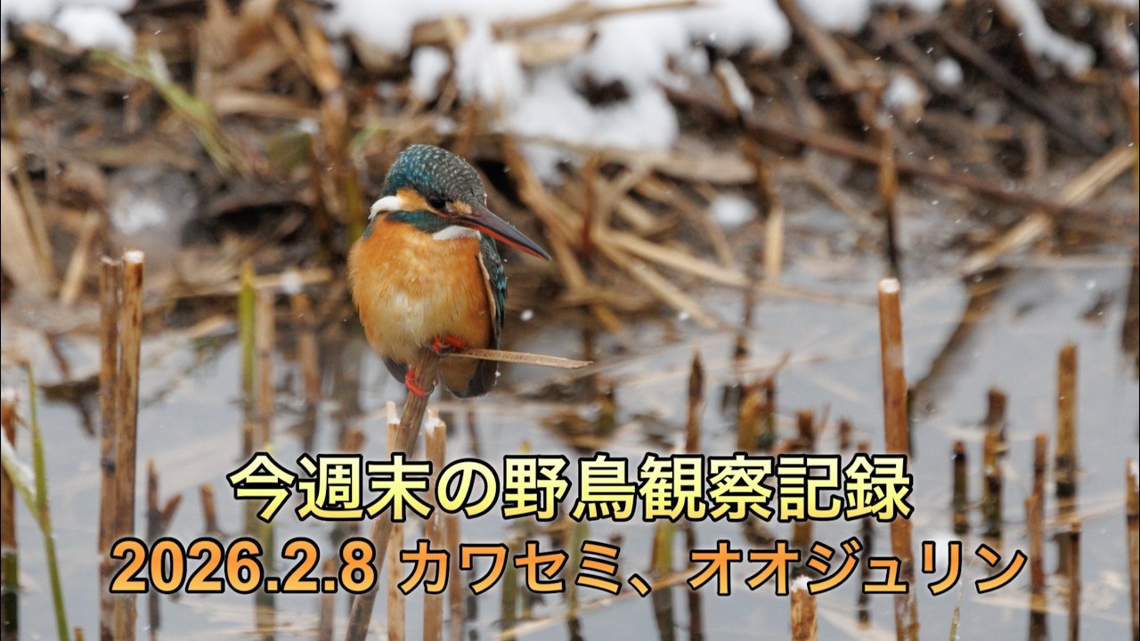 今週末の野鳥観察記録　カワセミ、オオジュリン、アオジ