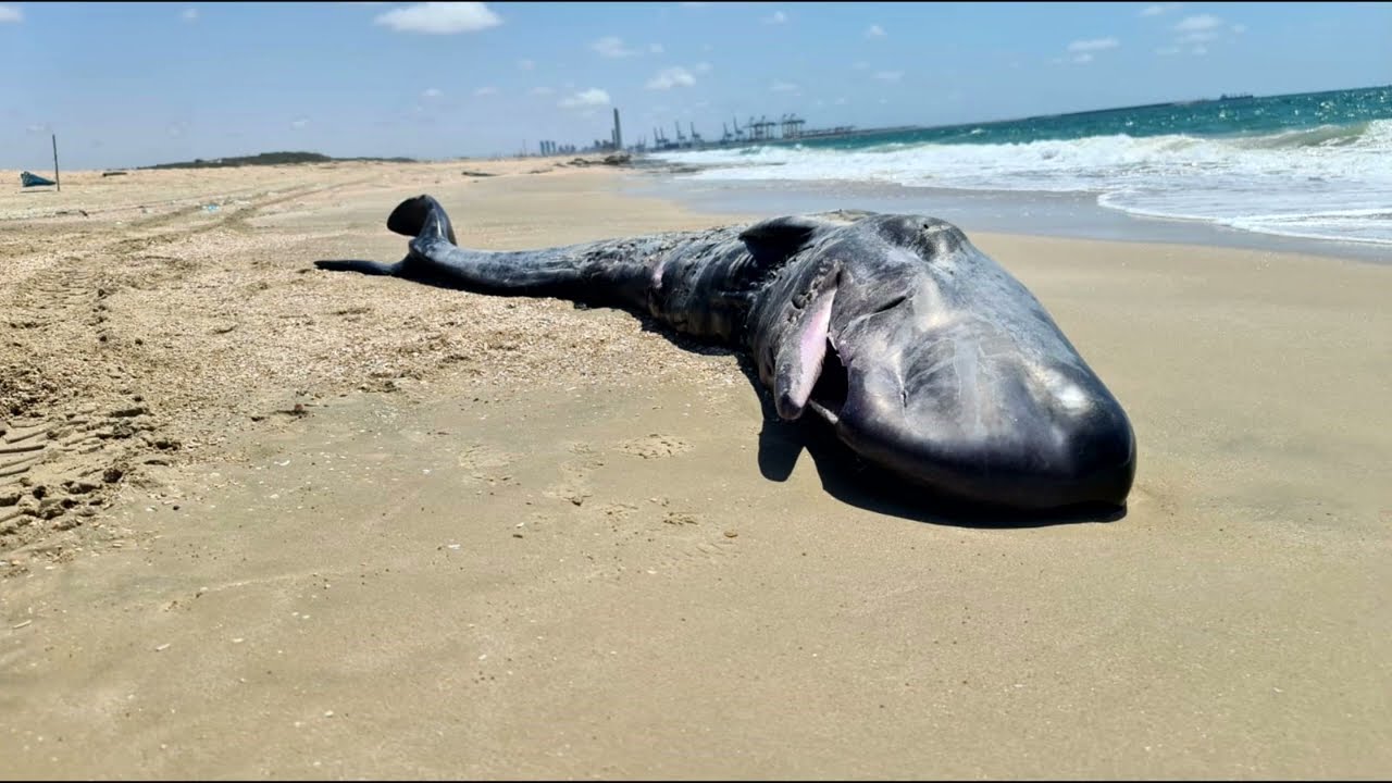Sperm Whale Calf Skull Restoration