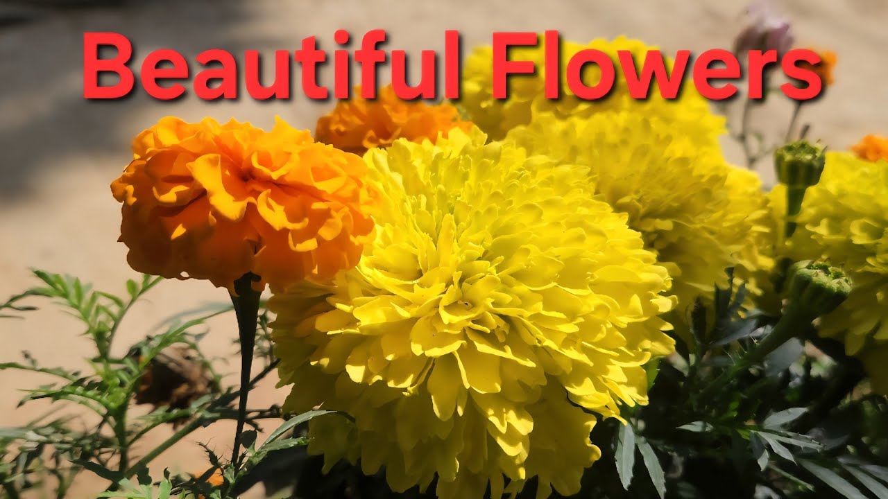 BEAUTIFUL FLOWERS BLOOMED AT THE GARDEN.💐 NICE MARIGOLDS BLOOMING. 🏵👌