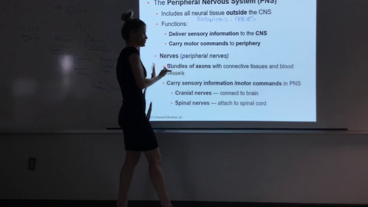 The Nervous System Part 1.1