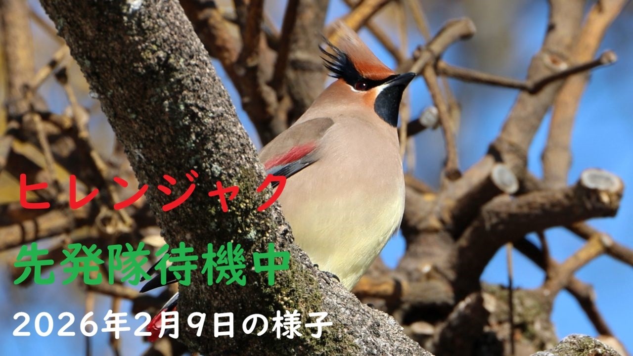 ヒレンジャク先発隊待機中