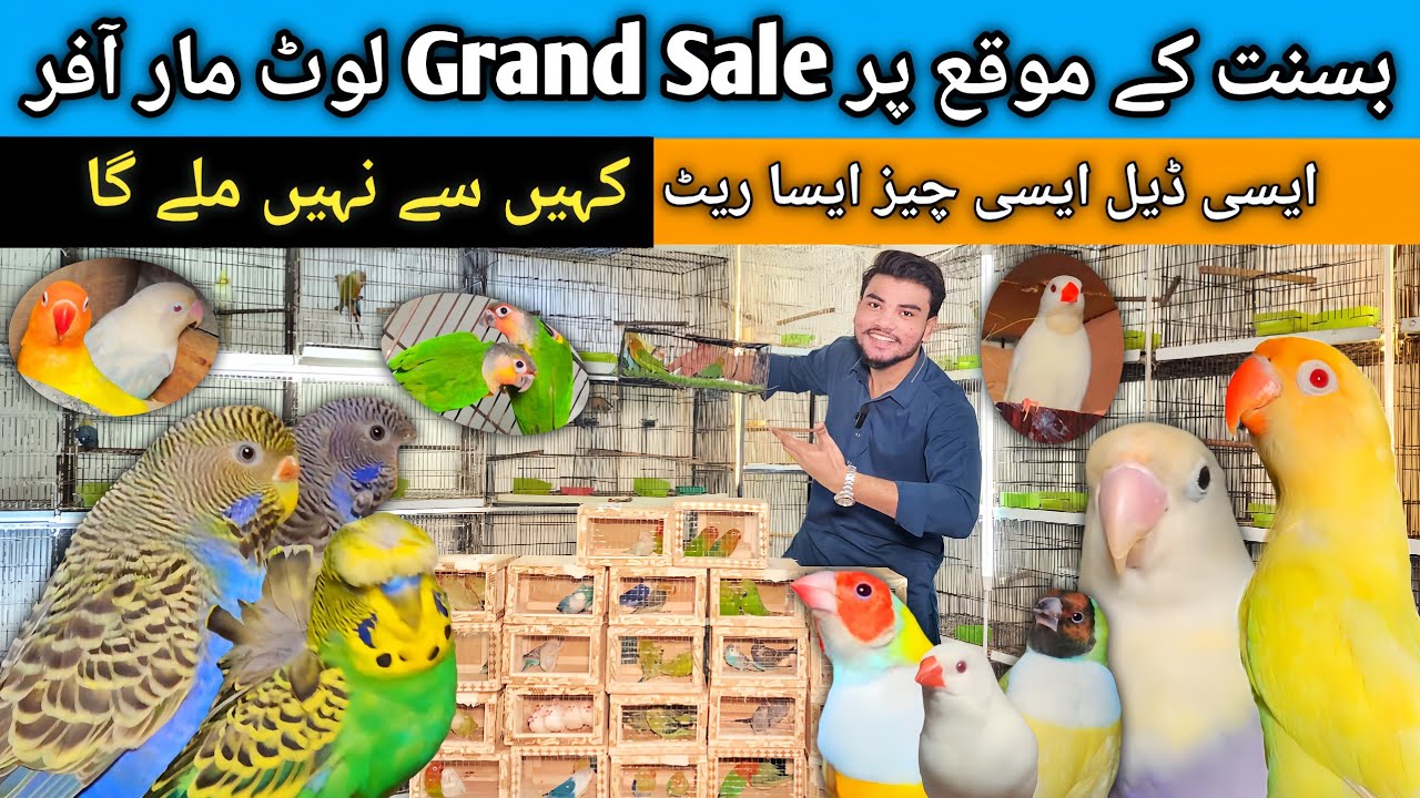 Special Bassant Offers | Top quality Birds | Budgies , lovebirds , #birds #birdsentertainment 