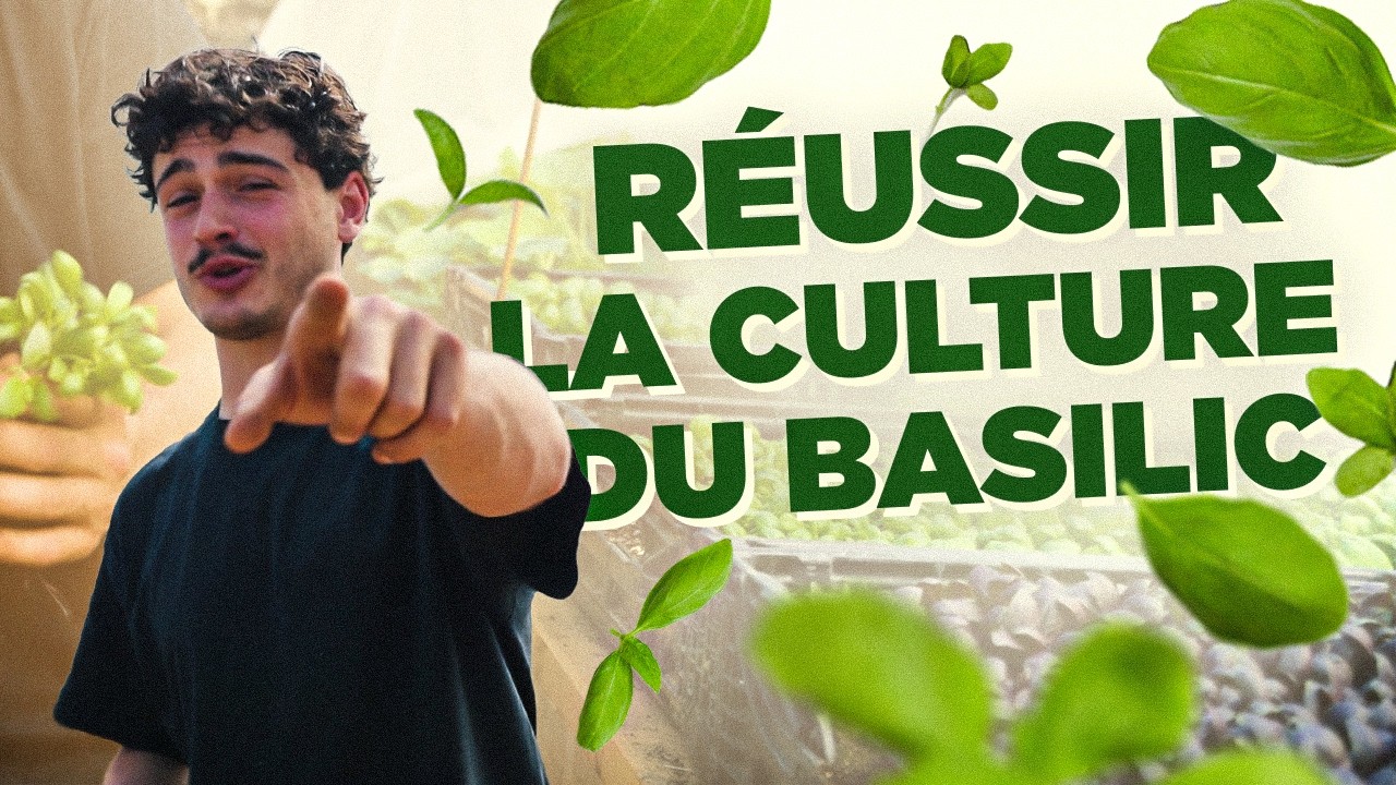 CULTURE DU BASILIC : semer, pincer et garder ses plants tout l'&eacute;t&eacute; 🌿
