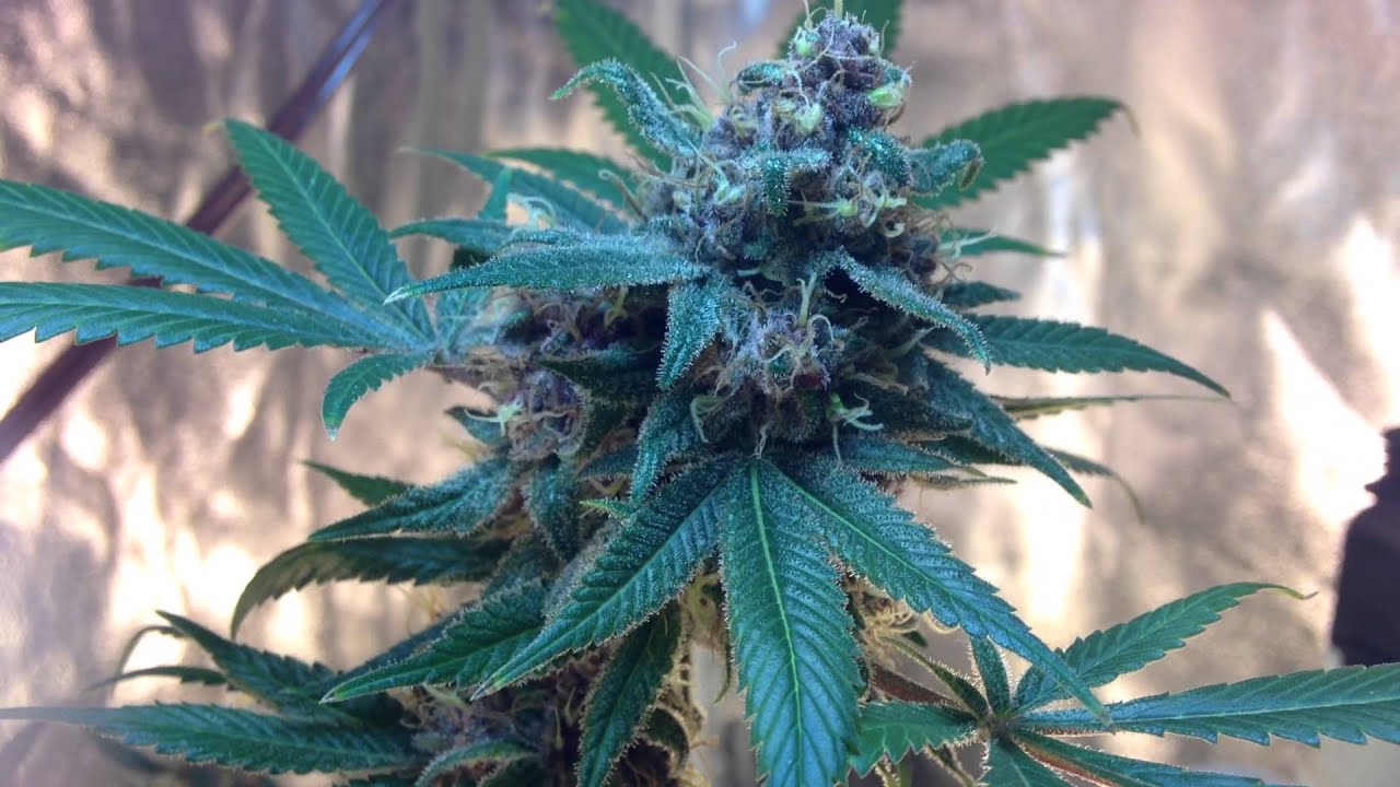 Grape Krush Day 51 Flower CFL Grow - Just Before Harvest!