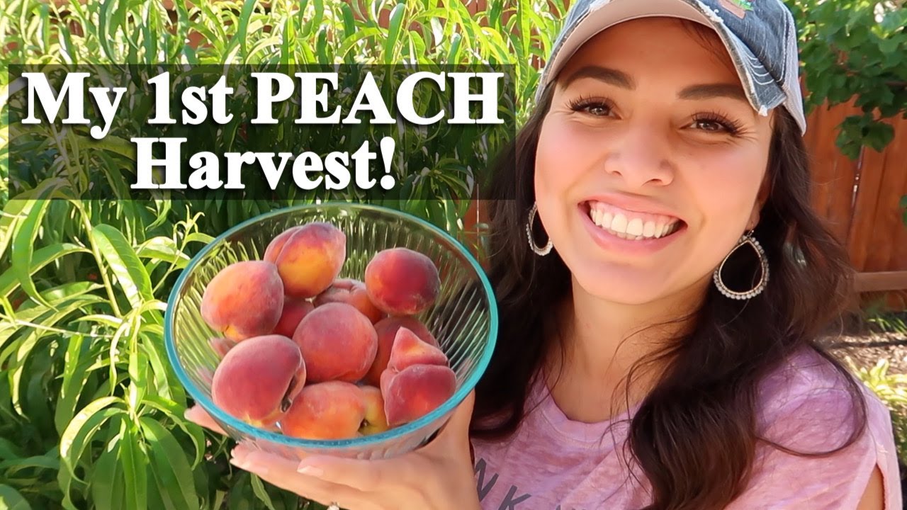1st Peach Harvest 🍑! Eva's Pride / Backyard Orchard [June 2020]
