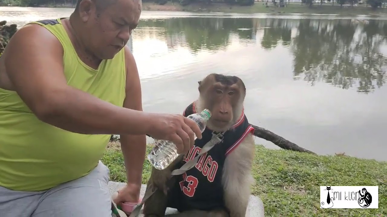 My Daily Routing Walking With An Adult Macaque Monkey (JK)