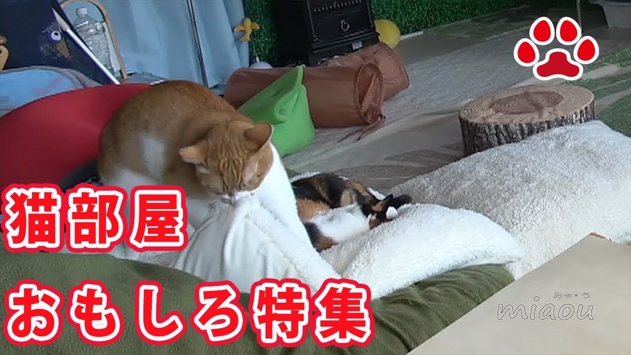 猫部屋おもしろハプニング集 猫部屋の出来事 2018 4月編Cats room's funny moments 2018  April