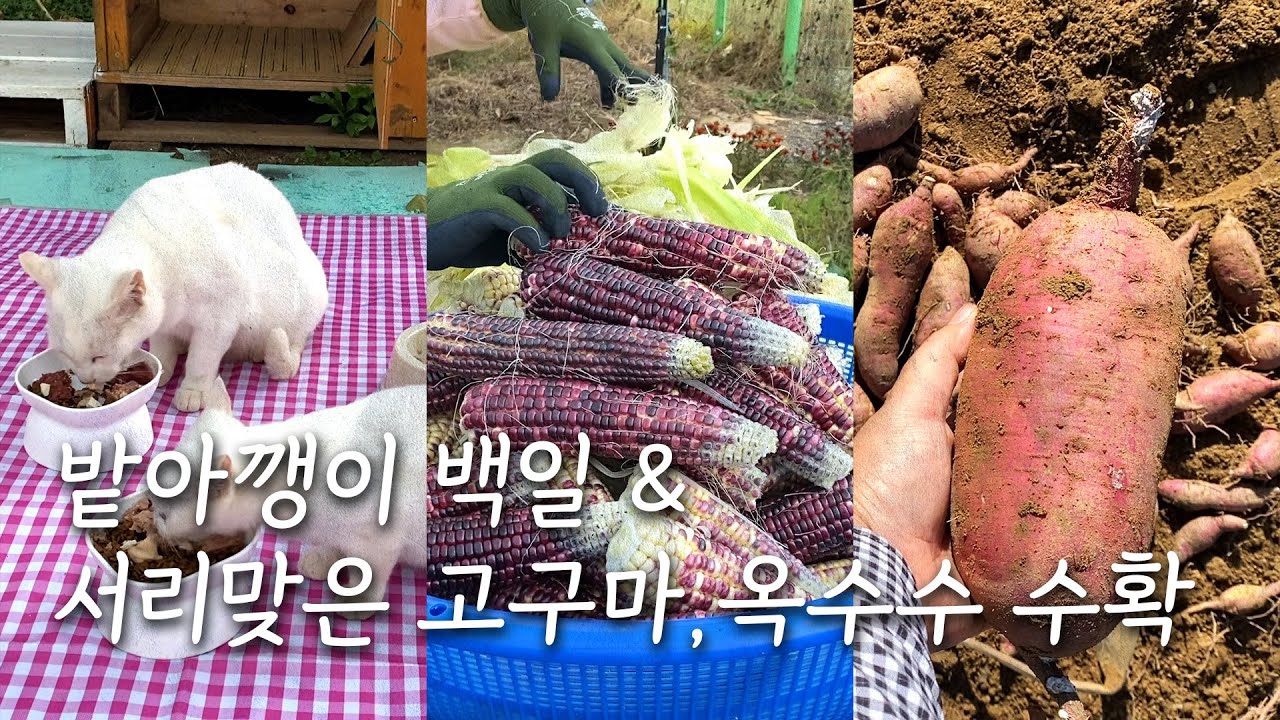 밭아깽이 백일 & 🍂 가을걷이로 서리맞은 고구마·옥수수 수확