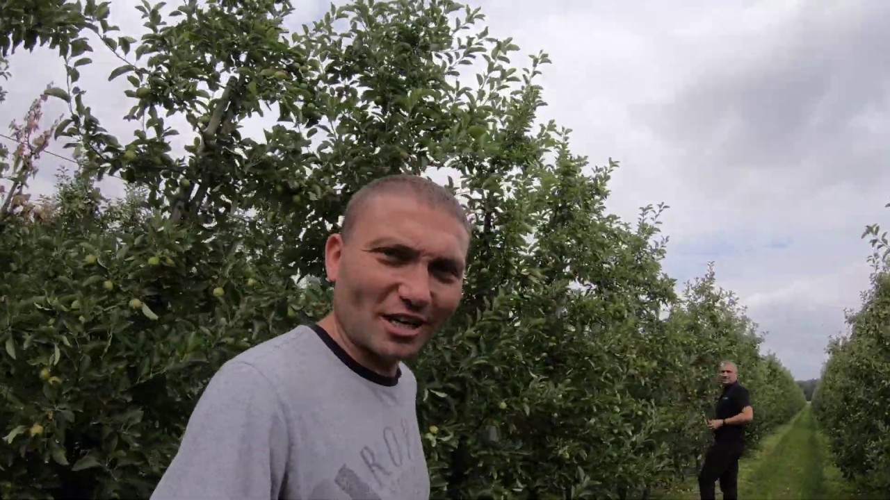 Jak przerzedziłem Szampiona !? - Jacek sadzi i radzi [18_2020]