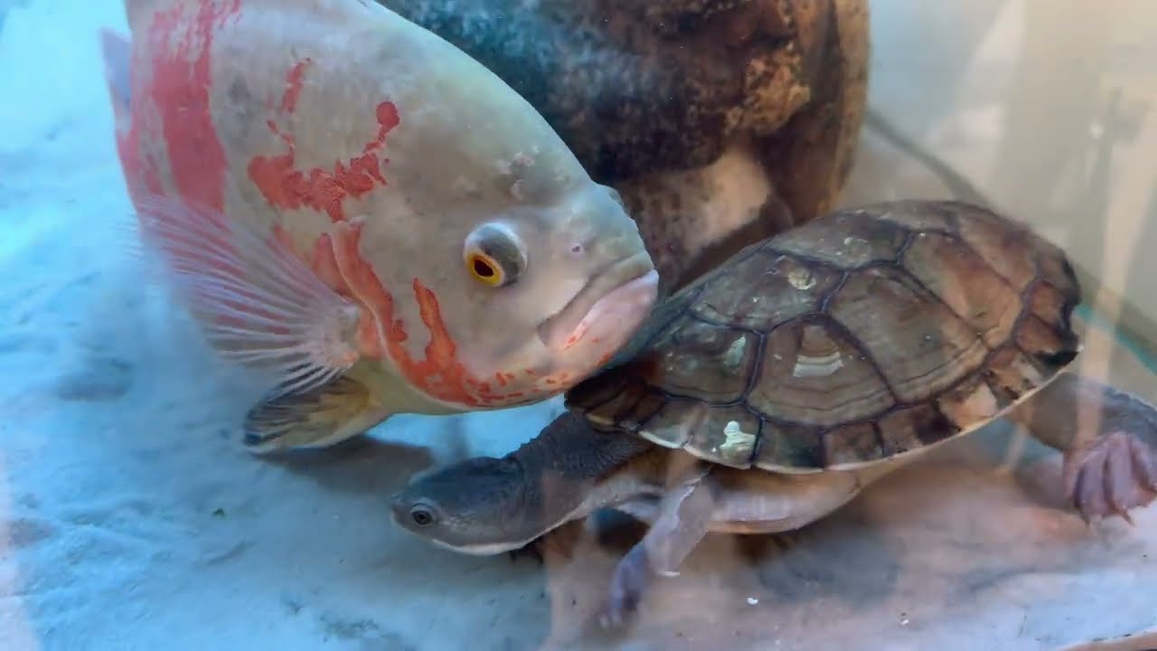 Mystery problem, beautiful fish but smelly! Part 2