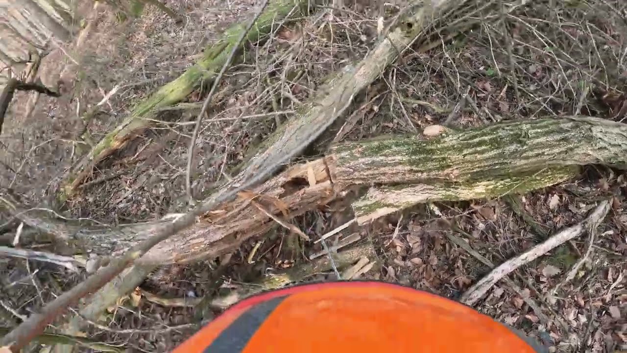 Kopflose B&auml;ume - Sturmsch&auml;den in der Robinie mit der Stihl MS 261 & 500i
