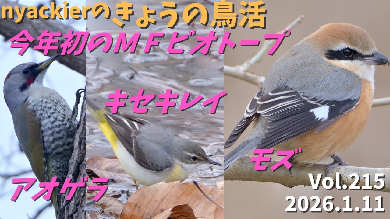 【野鳥】 nyackierの今日の鳥活 Vol.215　2026年1月11日　今年初のMFビオトープ　寒いからモズも ”もっふもふ”　アオゲラ・キセキレイ など10種の野鳥