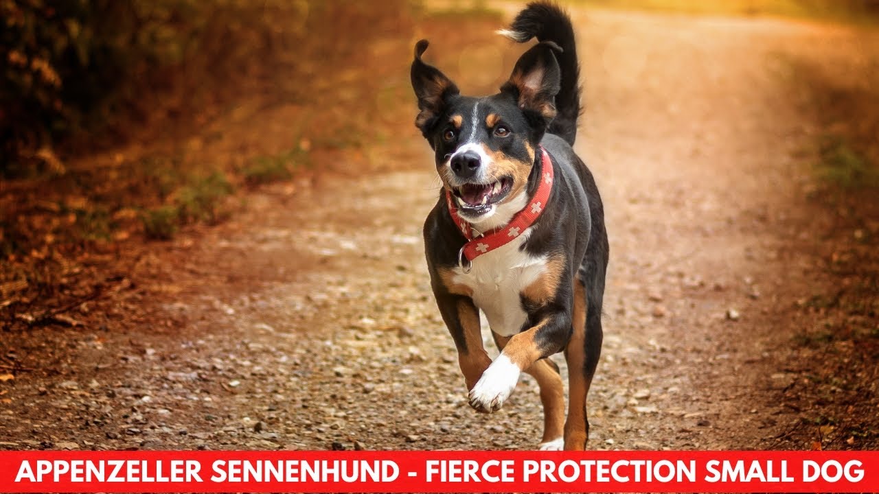 APPENZELLER SENNENHUND - FIERCE PROTECTION SMALL DOG