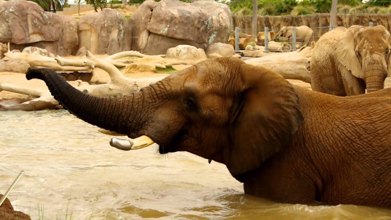 15-10-15 Reid Park Zoo Elephants