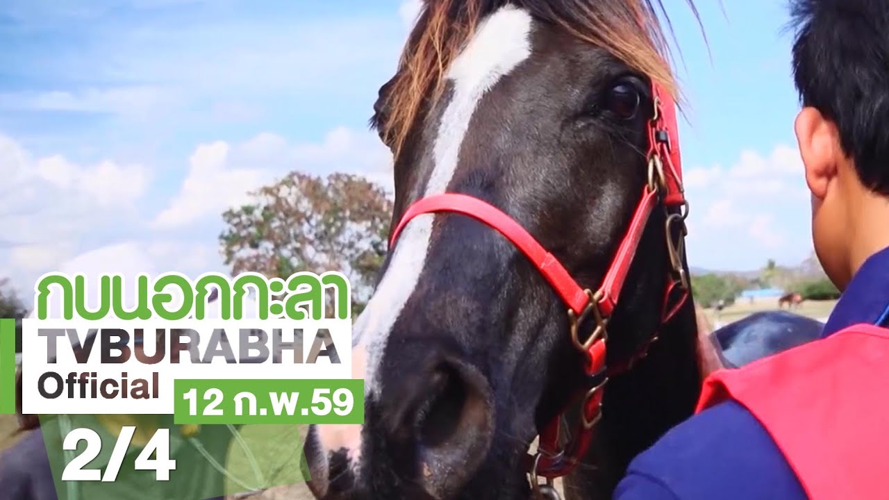 กบนอกกะลา : ม้า มาราธอน ช่วงที่ 2/4 (12 ก.พ.59)