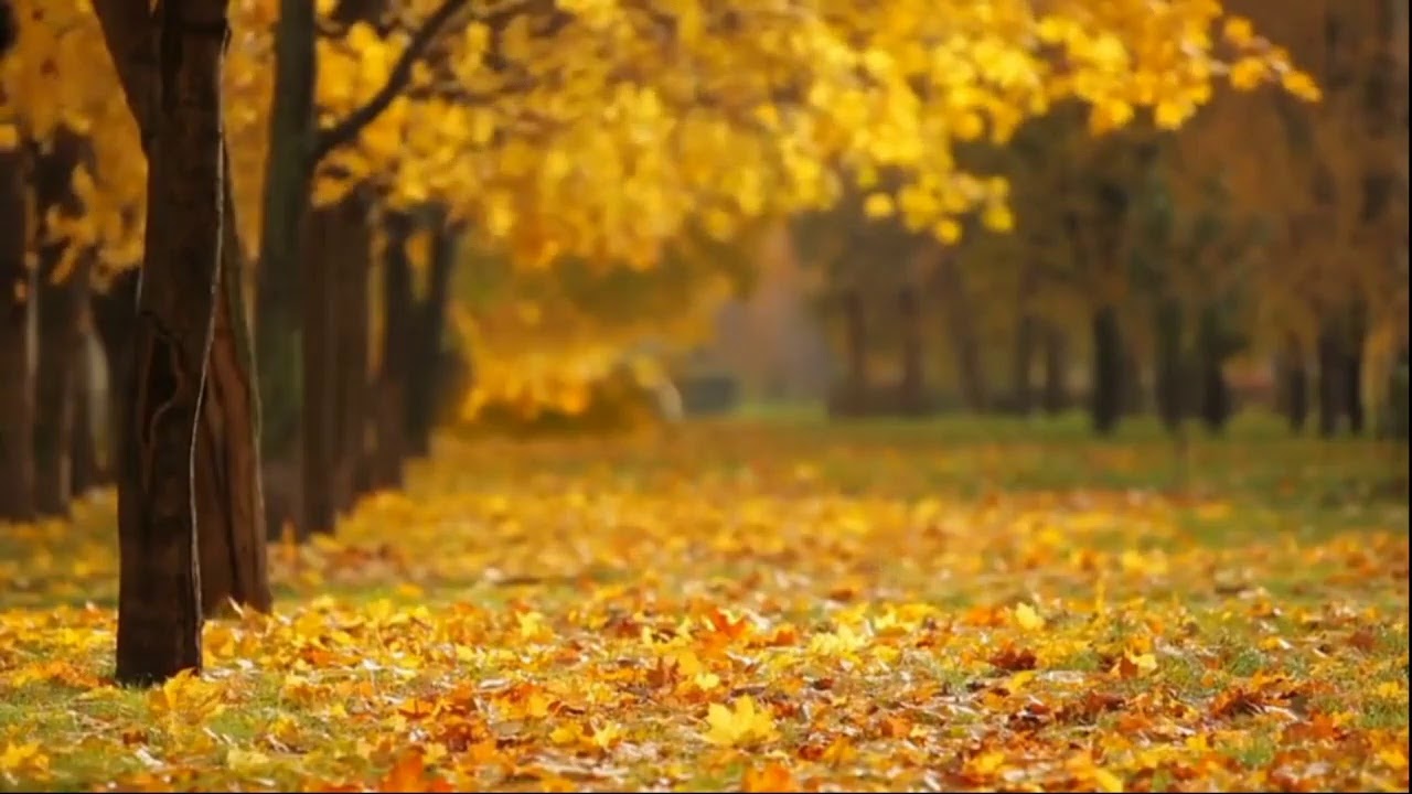 Relaxing Autumn Forest / Leaves Falling From Trees with lovely music (Live Stream Part 3)