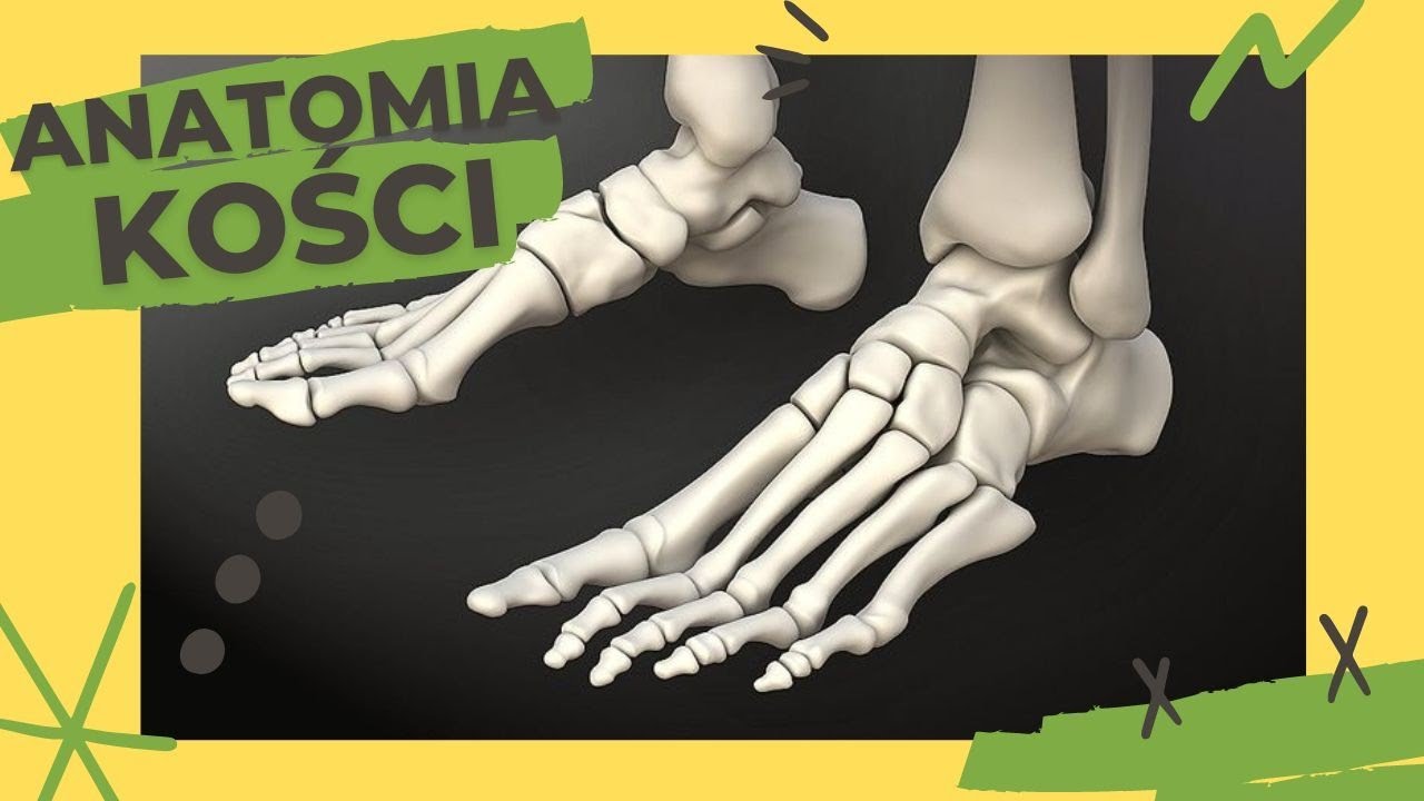 Anatomia kości #8 -  Kość skokowa, Kość piętowa, Kość ł&oacute;dkowata