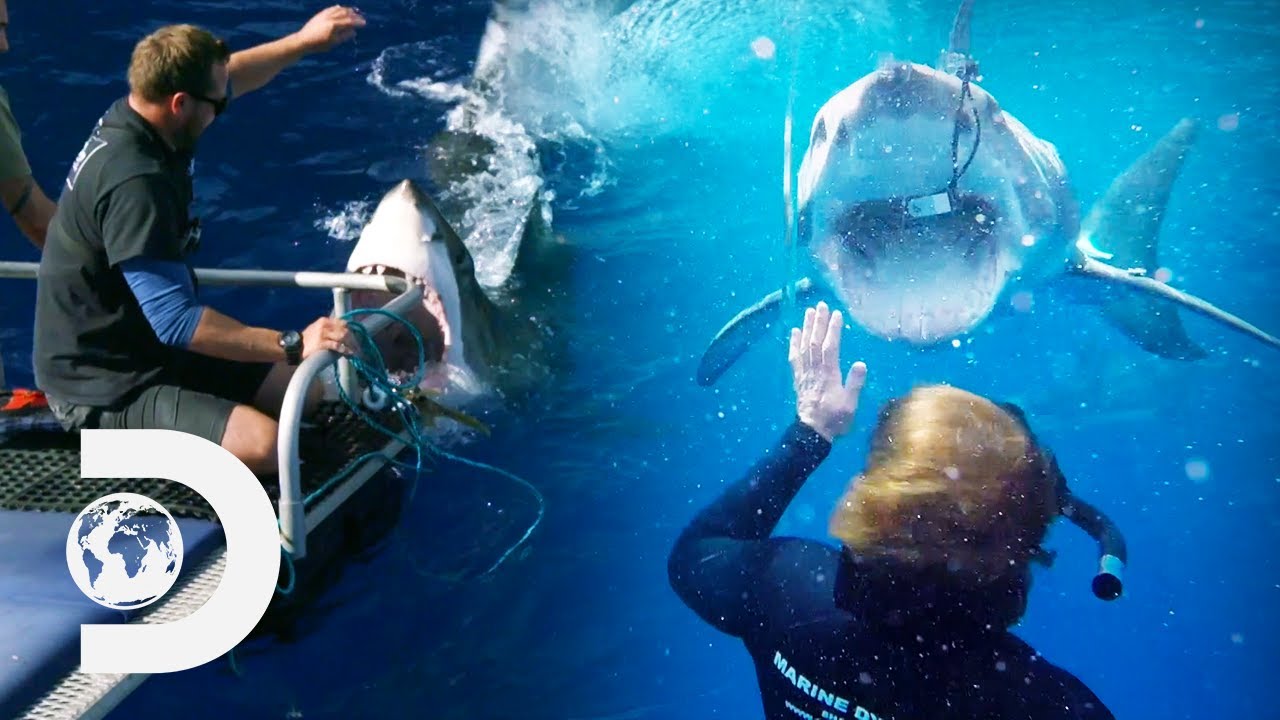 The Most Intense Shark Moments: Closest Calls | Shark Week