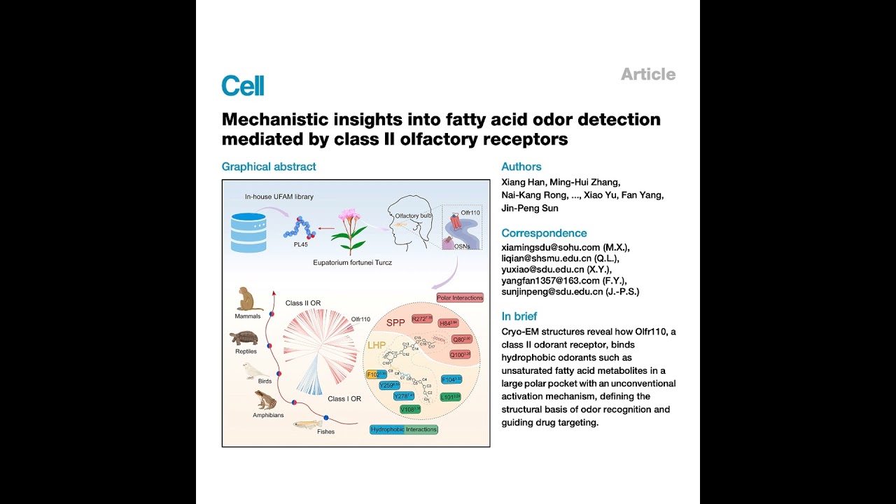 453-Fatty Acid Recognition by Olfactory Receptors
