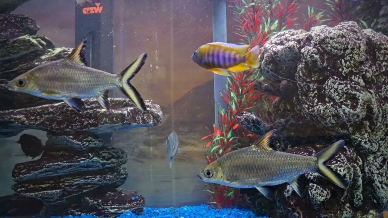What Cichlids Should I Add? IDEAS??