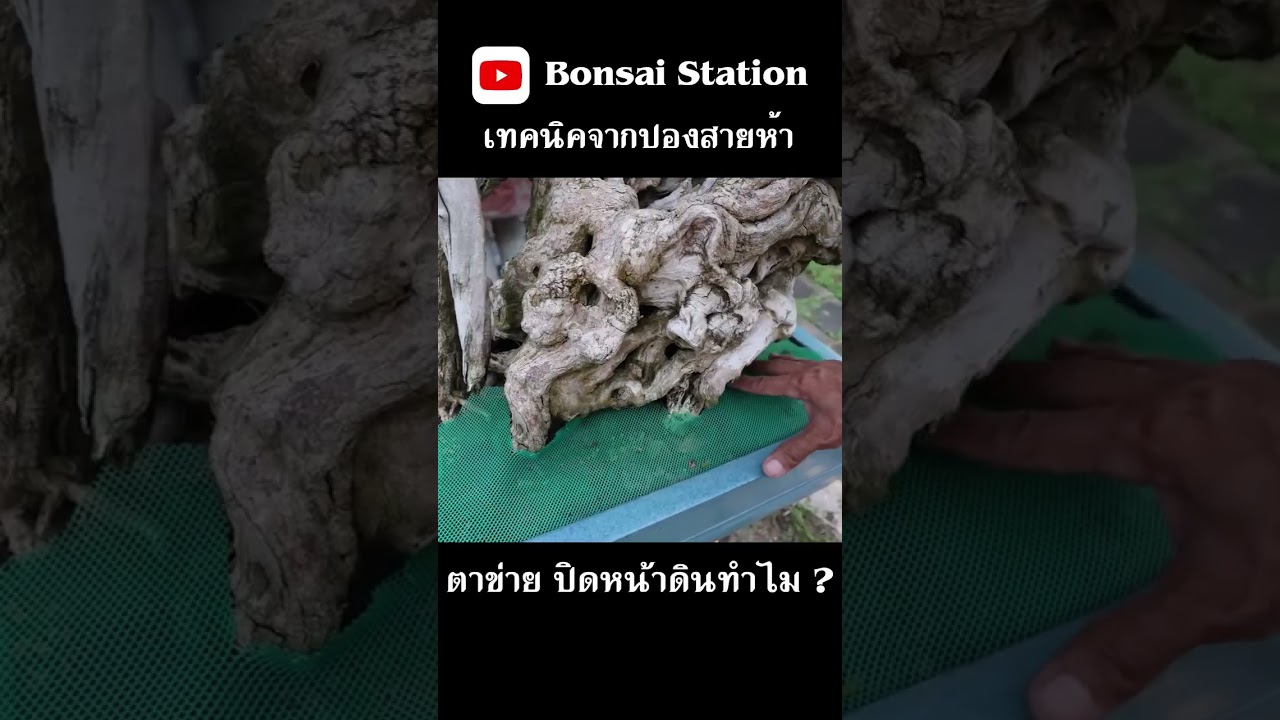 ปิดตาข่ายไว้หน้าดินทำไม? #bonsaithai #บอนไซไทย #bonsai #บอนไซ #สวนบอนไซ #bonsaigarden