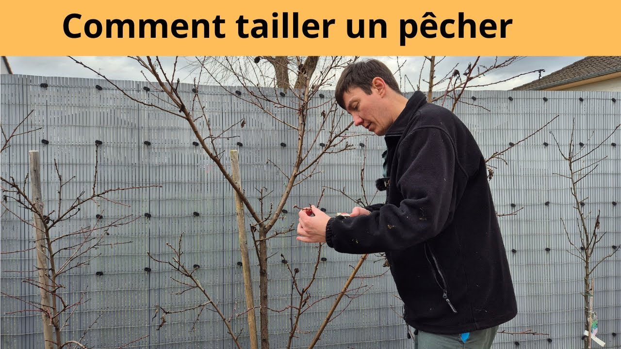 Comment tailler un pêcher