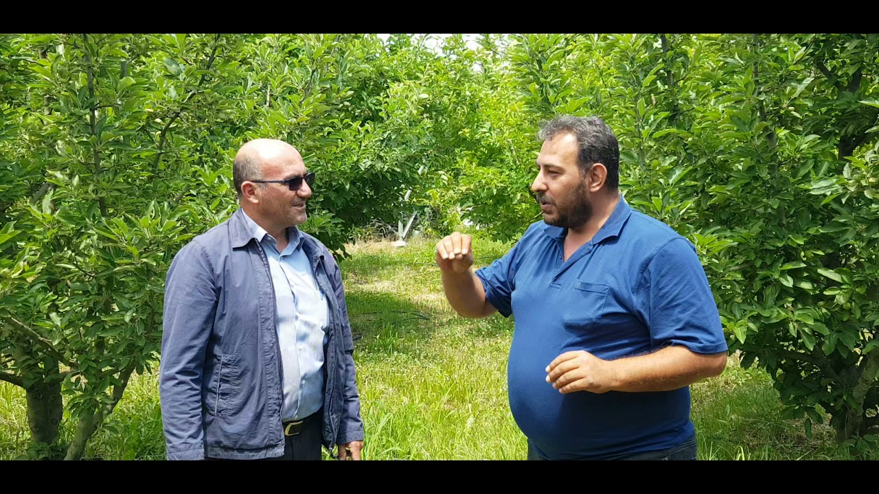Yarı bodur elma ağacında sürgün - filiz - kamçı nasıl olur