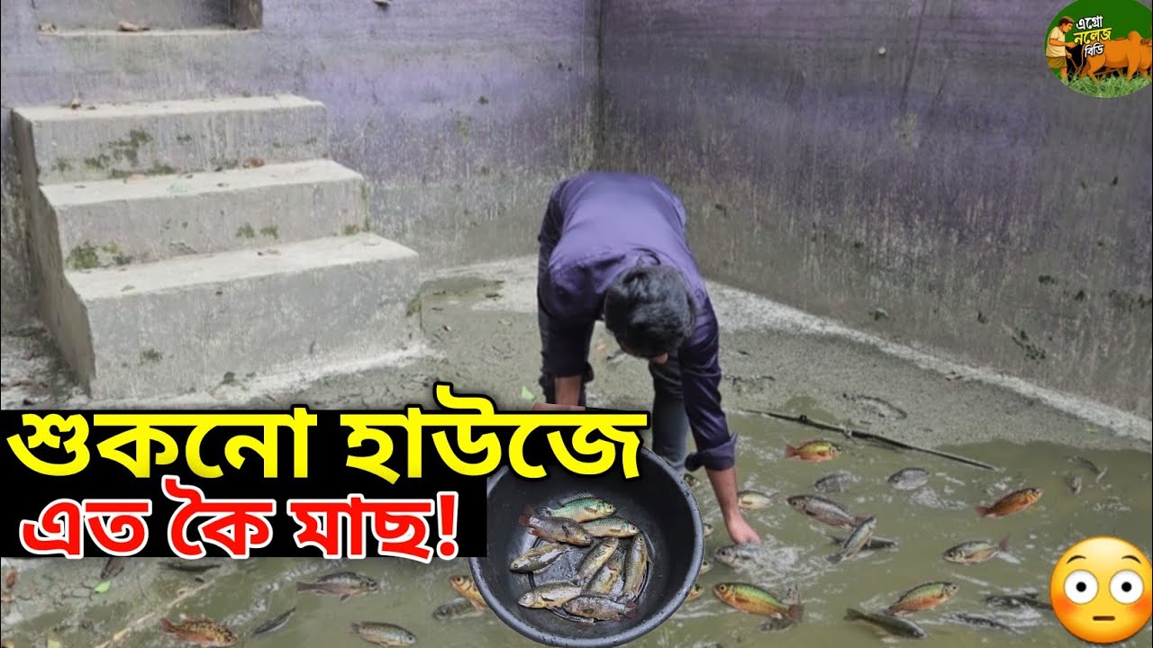 শুকনো হাউজে এত কৈ