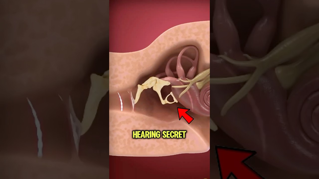 The Tiny Bone That Makes Hearing Possible 👂#shorts