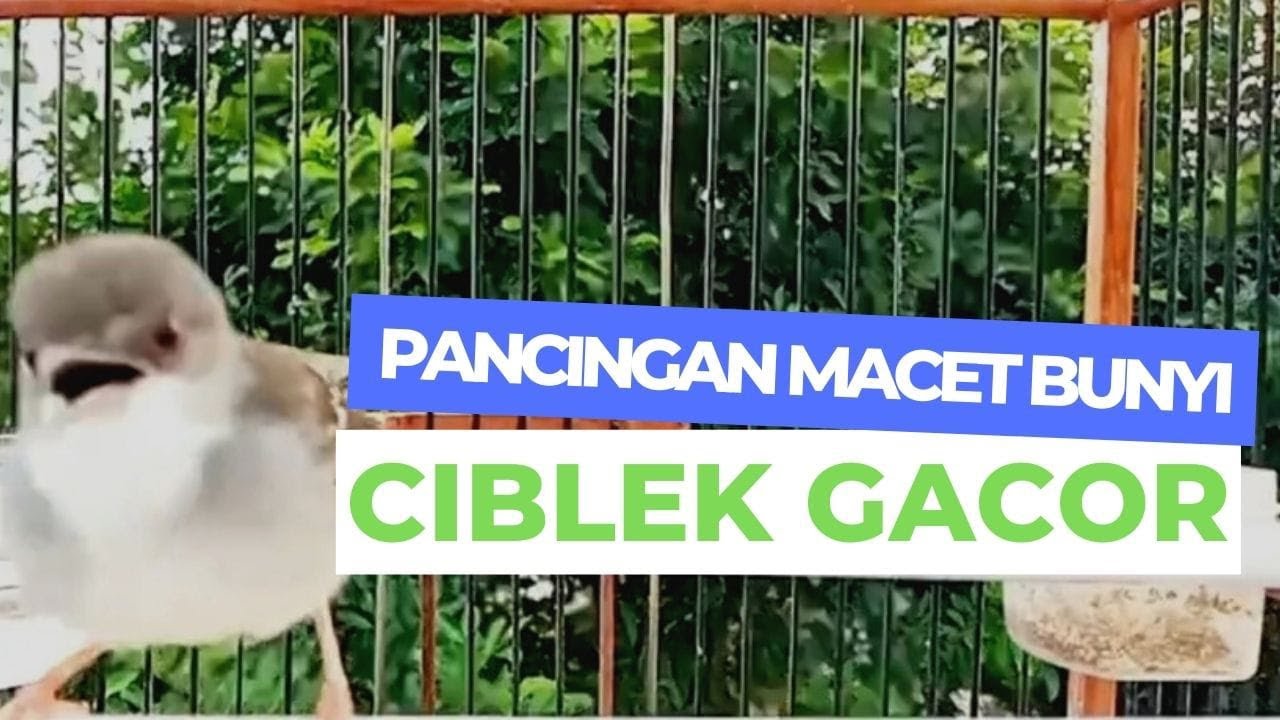 CIBLEK GACOR PANCINGAN MACET BUNYI #ciblek #ciblekgacor #masteranburung