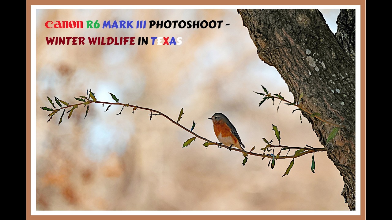 Canon R6 Mark III Field Test No.2 — Winter Wildlife in Texas