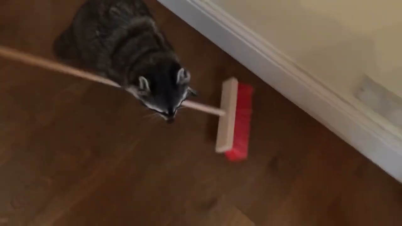 Mapache barriendo durante 10 horas