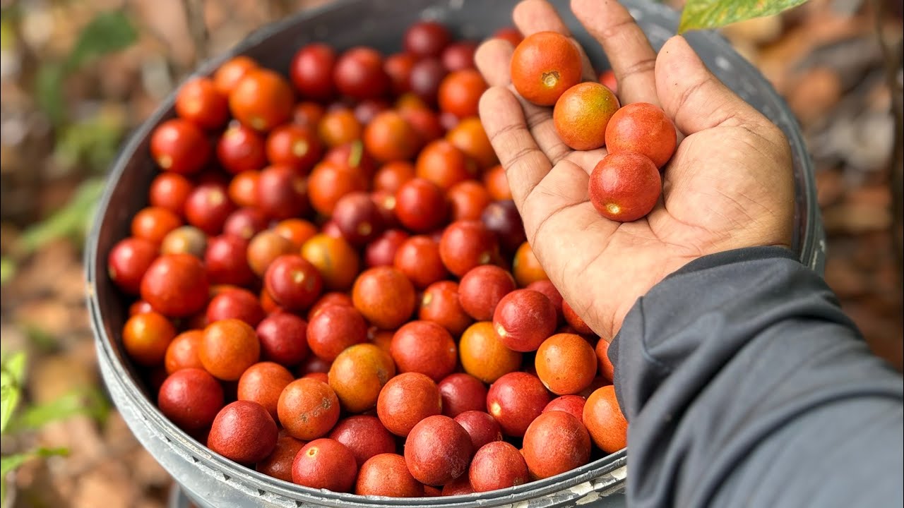 Fomos pegar a fruta massaranduba