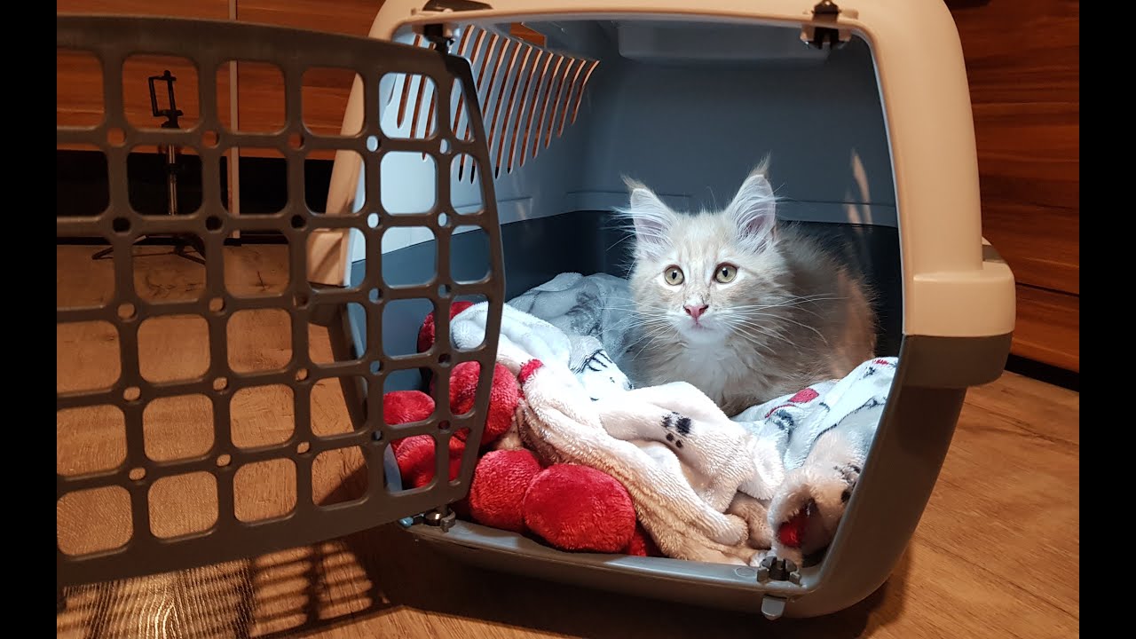 Kitten first day at home