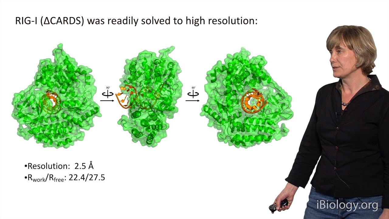 Anna Marie Pyle (Yale U./HHMI) Part 3: RNA Helicases and RNA-triggered Signaling Proteins