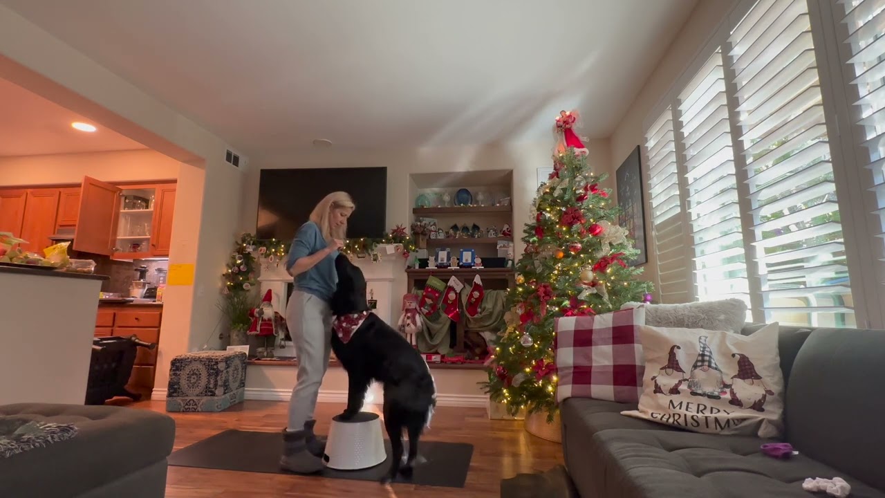 AKC Fit Dog video