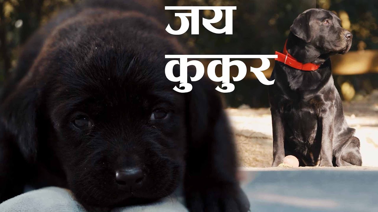 Jay Kukur - New Nepali Song - Social Message Song - Prabin Bajracharya